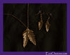 Real Leaves Covered In 18 Karat Gold  Jewelry Sets and Necklaces