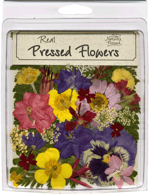 Pressed Flowers And Leaves